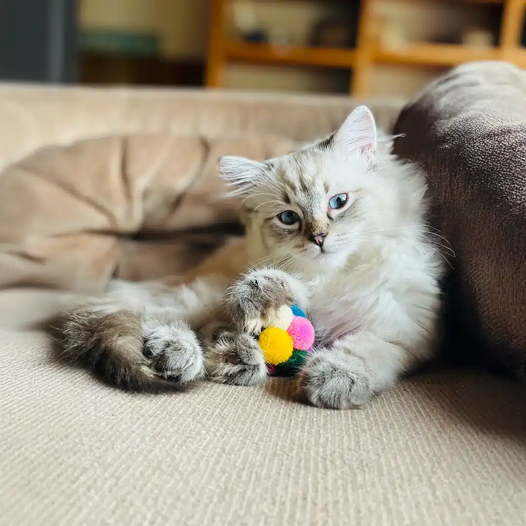 Fluffy kitten playing with colorful pom-pom ball Light-colored kitten with blue eyes lying on a couch holding a small multicolored pom-pom ball between its paws.
